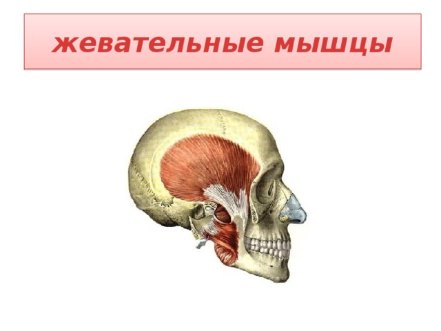 Жевательные мышцы презентация