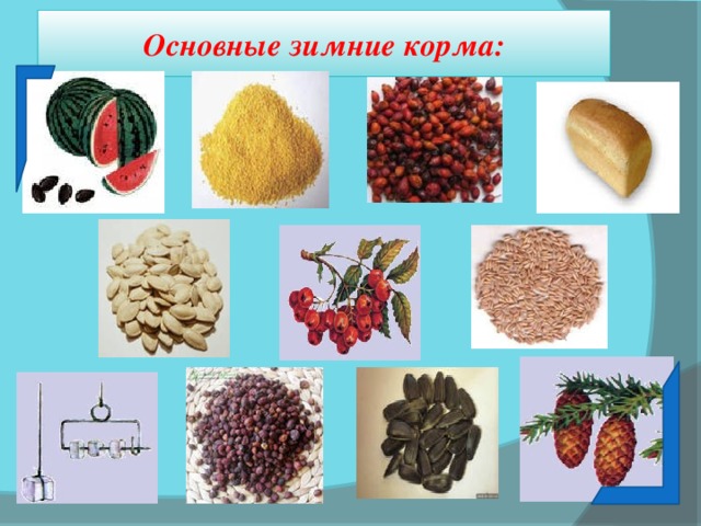 Корм для птиц картинки