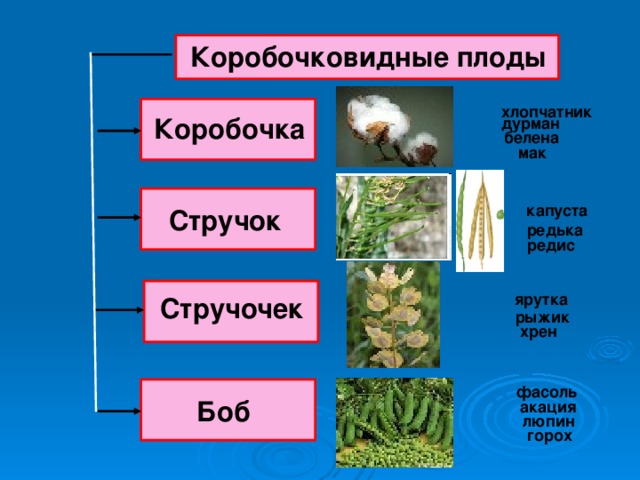 Коробочковидные плоды  хлопчатник Коробочка дурман белена мак  капуста Стручок редька  редис ярутка Стручочек рыжик хрен фасоль Боб акация люпин горох 