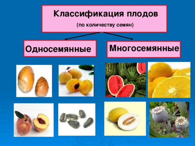 Классификация плодов (по количеству семян) Многосемянные Односемянные 