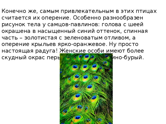  Конечно же, самым привлекательным в этих птицах считается их оперение. Особенно разнообразен рисунок тела у самцов-павлинов: голова с шеей окрашена в насыщенный синий оттенок, спинная часть – золотистая с зеленоватым отливом, а оперение крыльев ярко-оранжевое. Ну просто настоящая радуга! Женские особи имеют более скудный окрас перьев, зачастую – темно-бурый. 