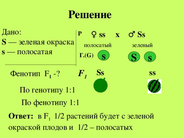 Решение Дано: S — зеленая окраска s — полосатая ♀ ss ♂  Ss х Р зеленый полосатый s Г.(G) S s  Ss ss  F 1 Фенотип F 1 -? По генотипу 1:1 По фенотипу 1:1 Ответ:  в F 1 1/2 растений будет с зеленой окраской плодов и 1/2 – полосатых 