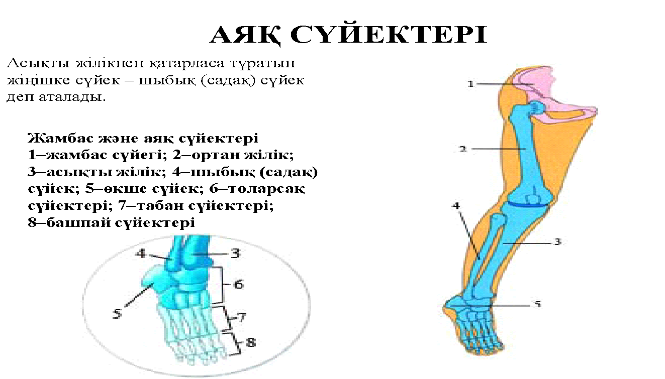 Орта атлант жотасының су бетіне шыққан бөлігі. Жамбас сүйегі анатомия. Қол сүйектері презентация. Қаңқа презентация. Бас сүйектері анатомия.