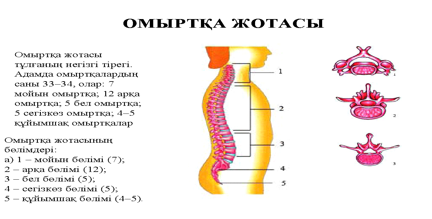 Орта атлант жотасының су бетіне шыққан бөлігі. Омыртка. Қаңқа дегеніміз не. Мойын. Адам канкасы сурет.