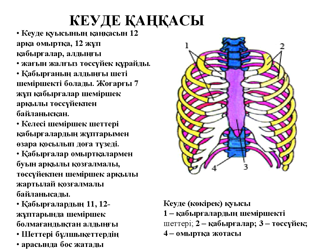 Орта атлант жотасының су бетіне шыққан бөлігі. Кеуде. Қаңқа презентация. Қаңқа дегеніміз не.