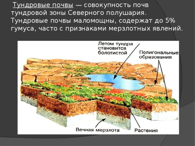 Почвы и их свойства тундры. Тундрово-глеевые почвы состав. Тундровые глеевые горизонты. Тундрово-глеевые почвы России. Профиль тундрово глеевой почвы схема.