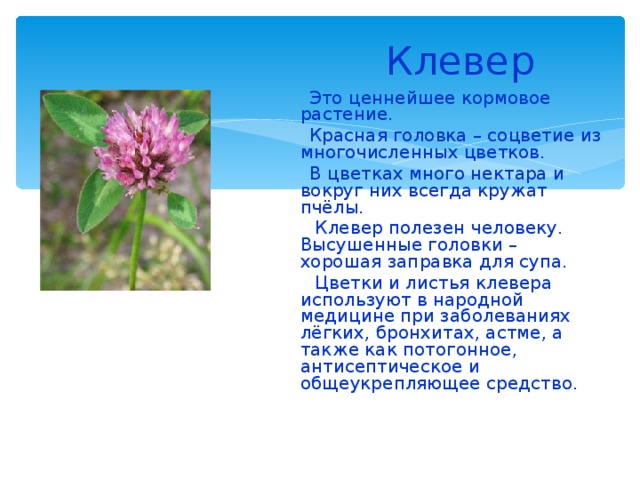 Красный клевер польза и вред для организма