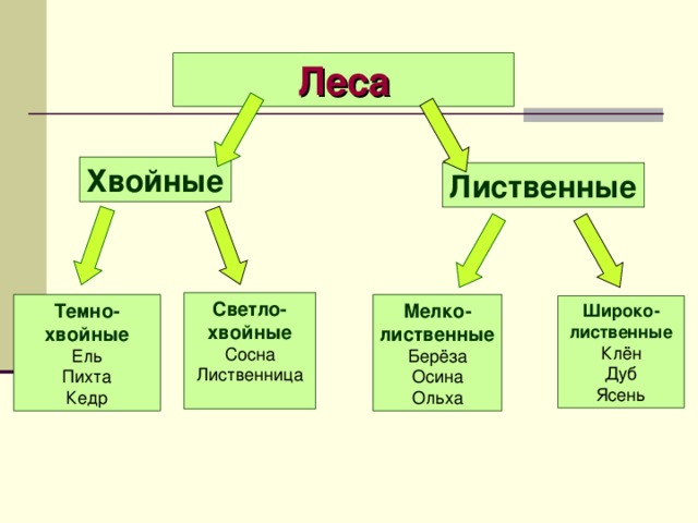 Типы лесов россии схема