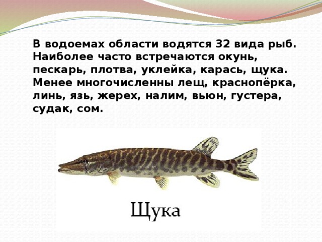 В водоемах области водятся 32 вида рыб. Наиболее часто встречаются окунь, пескарь, плотва, уклейка, карась, щука. Менее многочисленны лещ, краснопёрка, линь, язь, жерех, налим, вьюн, густера, судак, сом. 