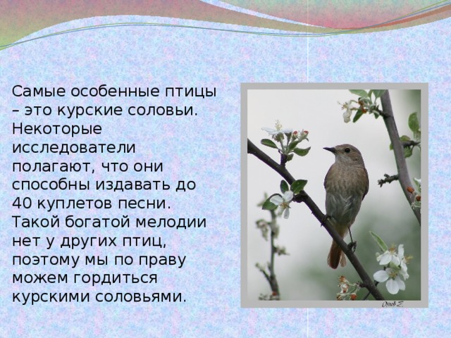 Самые особенные птицы – это курские соловьи. Некоторые исследователи полагают, что они способны издавать до 40 куплетов песни. Такой богатой мелодии нет у других птиц, поэтому мы по праву можем гордиться курскими соловьями. 