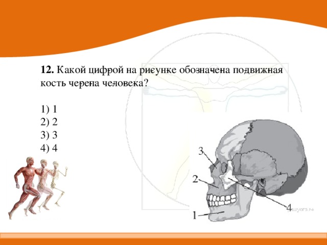 Какие структуры кости взрослого человека обозначены на рисунке цифрами 1 и 2 чем