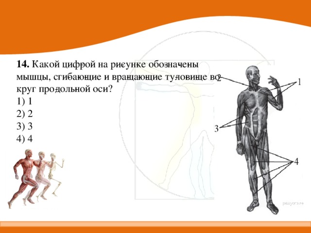 14. Какой циф­рой на ри­сун­ке обо­зна­че­ны мышцы, сги­ба­ю­щие и вра­ща­ю­щие ту­ло­ви­ще во­круг про­доль­ной оси? 1) 1 2) 2 3) 3 4) 4 