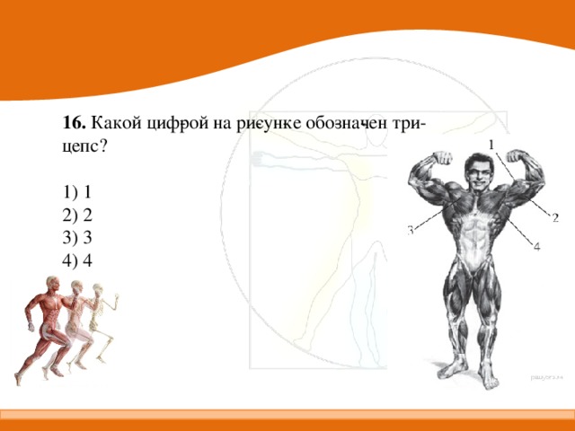 16. Какой циф­рой на ри­сун­ке обо­зна­чен три­цепс?   1) 1 2) 2 3) 3 4) 4 