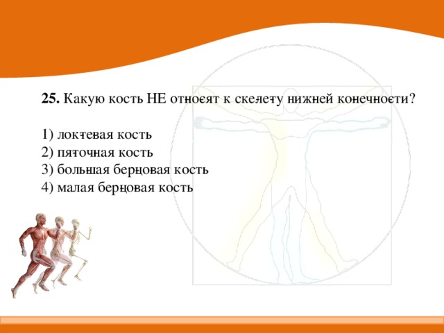 25.  Какую кость НЕ от­но­сят к ске­ле­ту ниж­ней ко­неч­но­сти?   1) лок­те­вая кость 2) пя­точ­ная кость 3) боль­шая бер­цо­вая кость 4) малая бер­цо­вая кость 