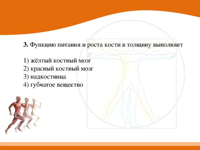  3.  Функ­цию пи­та­ния и роста кости в тол­щи­ну вы­пол­ня­ет   1) жёлтый кост­ный мозг 2) крас­ный кост­ный мозг 3) над­кост­ни­ца 4) губ­ча­тое ве­ще­ство 