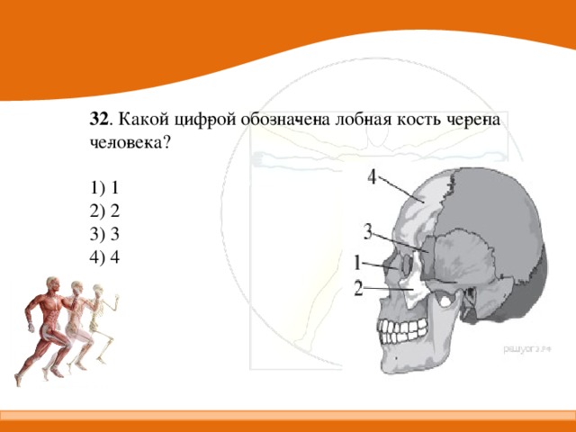 32 . Какой циф­рой обо­зна­че­на лоб­ная кость че­ре­па че­ло­ве­ка?   1) 1 2) 2 3) 3 4) 4 
