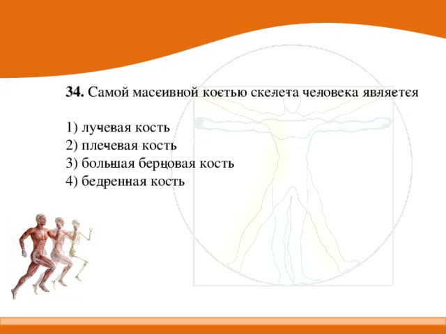 Человека составляет 1 5 2. Самой массивной костью скелета человека является. Массивная кость человека. Самая массивная кость скелета человека. Самая крупная массивная кость скелета человека.