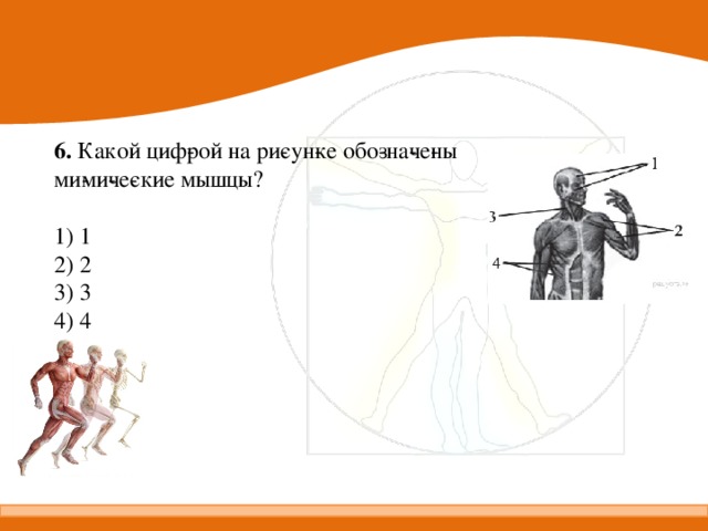 Какой цифрой на рисунке обозначен протягивающий валец