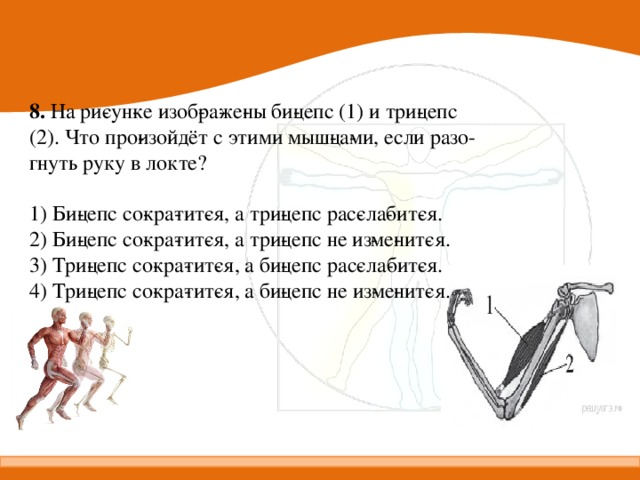 8. На ри­сун­ке изоб­ра­же­ны би­цепс (1) и три­цепс (2). Что про­изойдёт с этими мыш­ца­ми, если разо­гнуть руку в локте?   1) Би­цепс со­кра­тит­ся, а три­цепс рас­сла­бит­ся. 2) Би­цепс со­кра­тит­ся, а три­цепс не из­ме­нит­ся. 3) Три­цепс со­кра­тит­ся, а би­цепс рас­сла­бит­ся. 4) Три­цепс со­кра­тит­ся, а би­цепс не из­ме­нит­ся. 