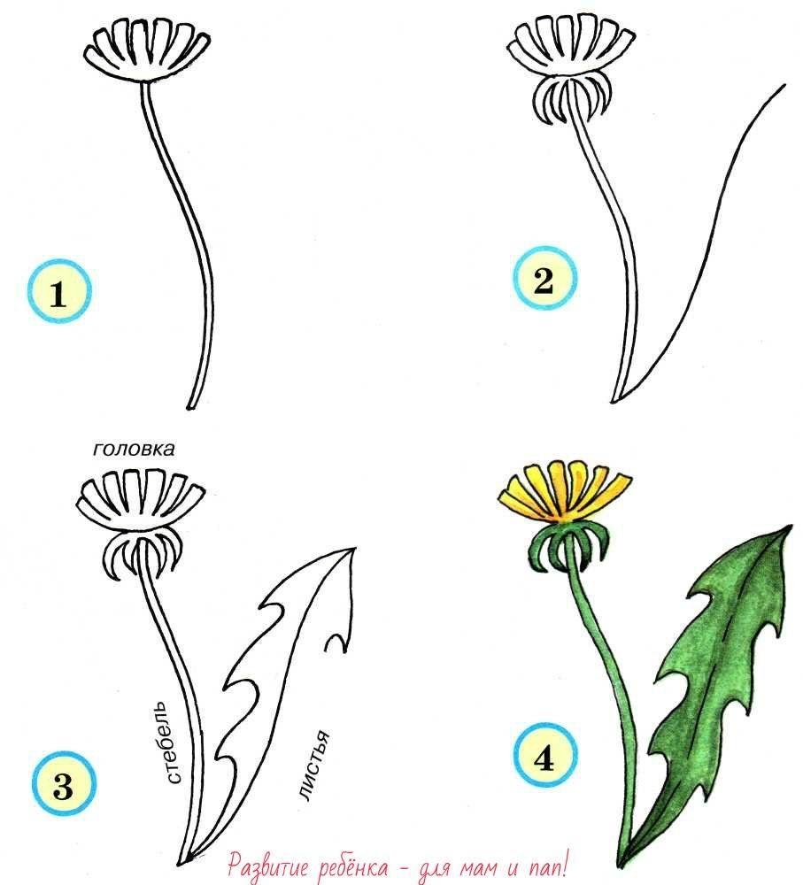 Учимся рисовать цветы поэтапно цветы