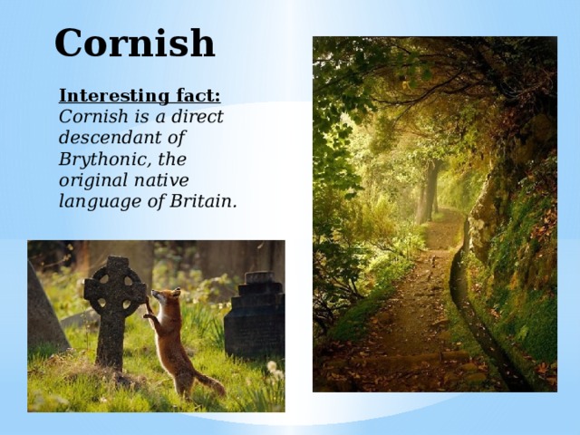 Cornish  Interesting fact: Cornish is a direct descendant of Brythonic, the original native language of Britain.    