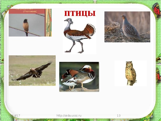 птицы 3/14/17 http://aida.ucoz.ru  