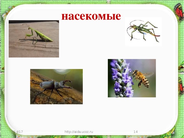 насекомые 3/14/17 http://aida.ucoz.ru  