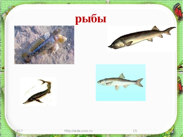 рыбы 3/14/17 http://aida.ucoz.ru  