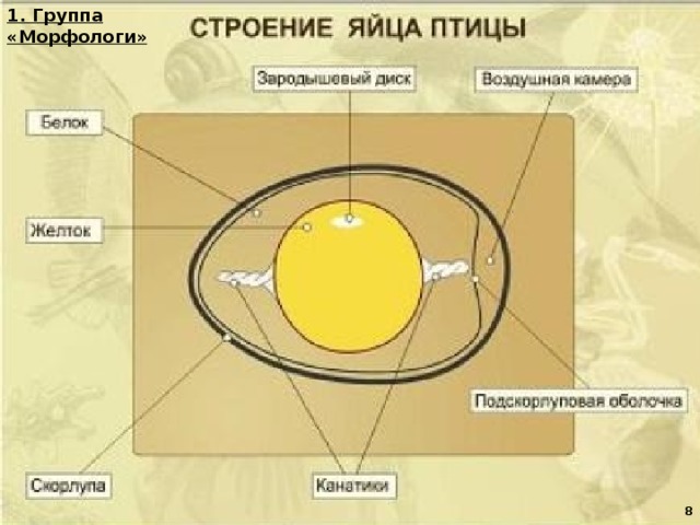 1. Группа «Морфологи»