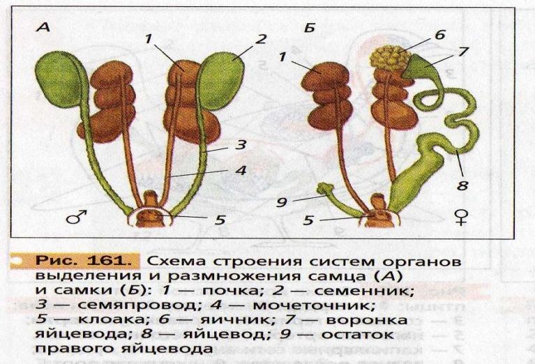 Схема органов выделения птиц