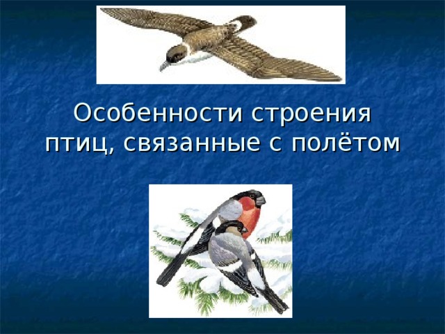Особенности строения птиц, связанные с полётом 