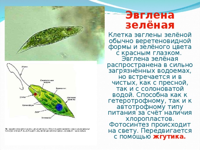 Какие структуры клетки зеленой эвглены обозначены на рисунке цифрами 1 2 3