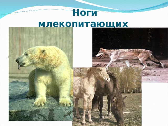 Ноги  млекопитающих стопоходящие пальцеходящие копытные 