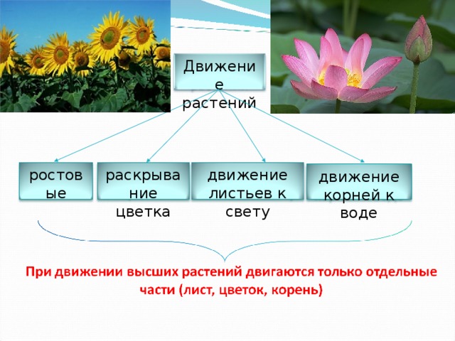 Презентация на тему движение растений 6 класс