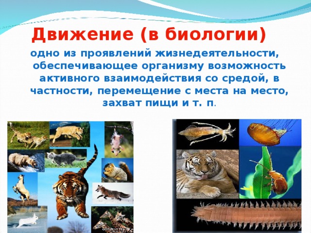 Движение (в биологии) одно из проявлений жизнедеятельности, обеспечивающее организму возможность активного взаимодействия со средой, в частности, перемещение с места на место, захват пищи и т. п . 