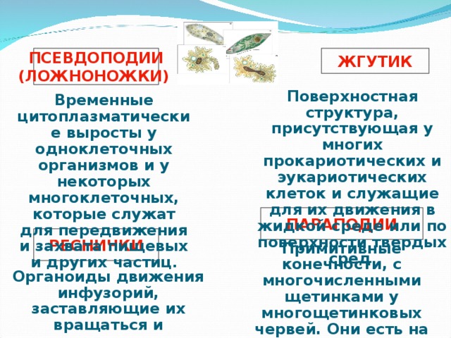 ПСЕВДОПОДИИ (ЛОЖНОНОЖКИ) ЖГУТИК Поверхностная структура, присутствующая у многих прокариотических и эукариотических клеток и служащие для их движения в жидкой среде или по поверхности твердых сред . Временные цитоплазматические выросты у одноклеточных организмов и у некоторых многоклеточных, которые служат для передвижения и захвата пищевых и других частиц . ПАРАПОДИИ РЕСНИЧКИ Примитивные конечности, с многочисленными щетинками у многощетинковых червей. Они есть на каждом сегменте. Органоиды движения инфузорий, заставляющие их вращаться и продвигаться вперед. 