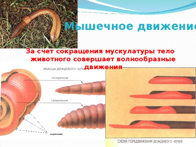 Мышечное движение За счет сокращения мускулатуры тело животного совершает волнообразные движения 