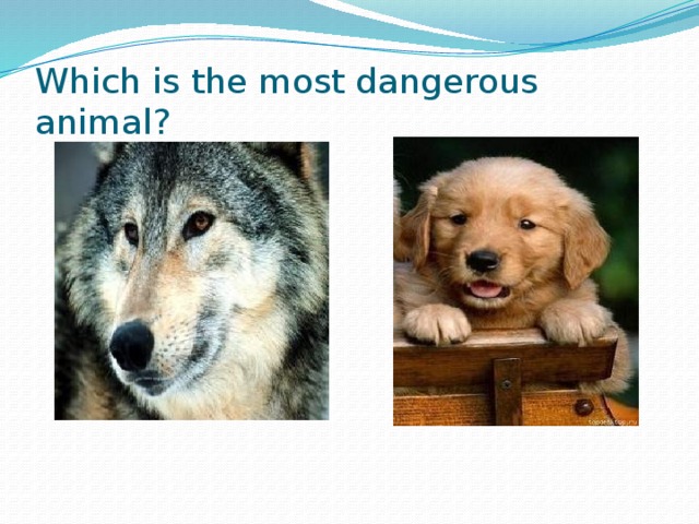 Task3. Answer the questions.  Who is the most popular singer? 