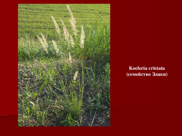Koeleria cristata (семейство Злаки) 