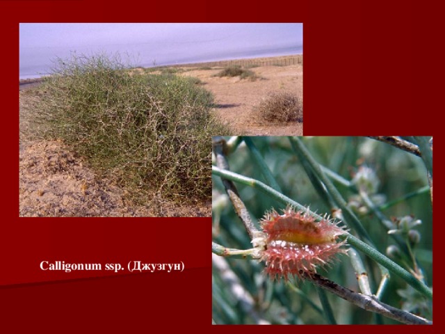 Calligonum ssp. (Джузгун) 
