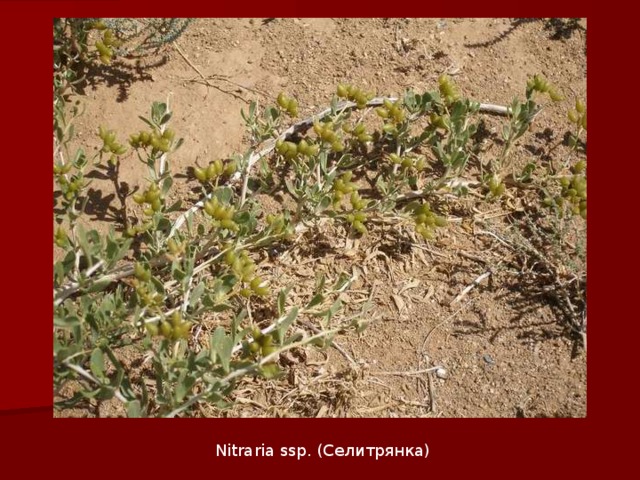 Nitraria ssp. (Селитрянка) 