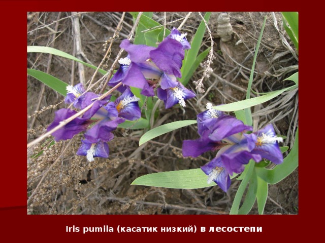 Iris pumila (касатик низкий) в лесостепи 