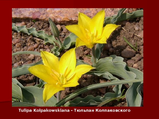 Tulipa K olpakowskiana - Тюльпан Колпаковского 
