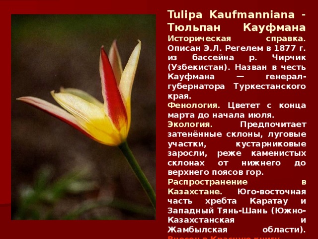 Tulipa K aufmanniana - Тюльпан Кауфмана  Историческая справка. Описан Э.Л. Регелем в 1877 г. из бассейна р. Чирчик (Узбекистан). Назван в честь Кауфмана — генерал-губернатора Туркестанского края . Фенология. Цветет с конца марта до начала июля. Экология. Предпочитает затенённые склоны, луговые участки, кустарниковые заросли, реже каменистых склонах от нижнего до верхнего поясов гор. Распространение в Казахстане. Юго-восточная часть хребта Каратау и Западный Тянь-Шань (Южно-Казахстанская и Жамбылская области).  Внесен в Красную книгу. 