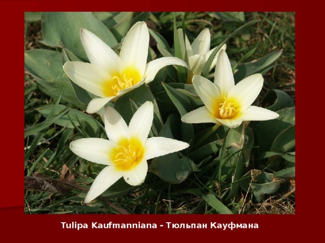 Tulipa K aufmanniana - Тюльпан Кауфмана 