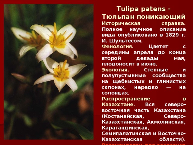 Tulipa patens - Тюльпан поникающий  Историческая справка. Полное научное описание вида опубликовано в 1829 г. И. Шультесом . Фенология. Цветет с середины апреля до конца второй декады мая, плодоносит в июне. Экология. Степные и полупустынные сообщества на щебнистых и глинистых склонах, нередко — на солонцах. Распространение в Казахстане. Вся северо-восточная часть Казахстана (Костанайская, Северо-Казахстанская, Акмолинская, Карагандинская, Семипалатинская и Восточно-Казахстанская области).  Рекомендован для занесения во 2-е издание Красной книги.  