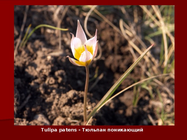 Tulipa patens - Тюльпан поникающий 