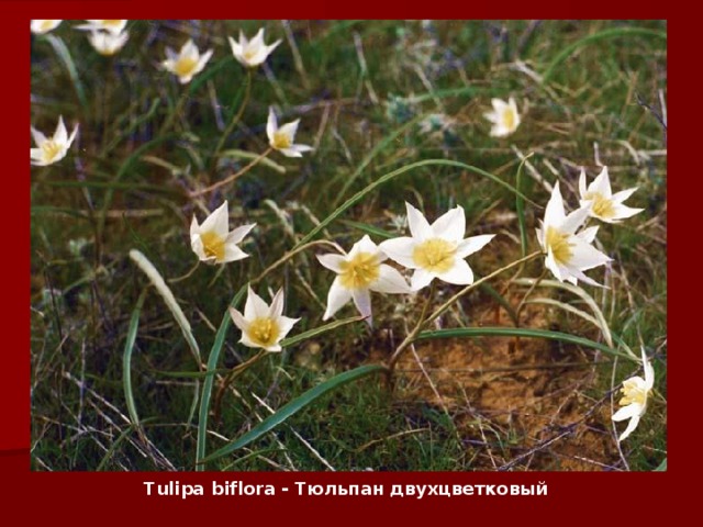 Tulipa biflora - Тюльпан двухцветковый 