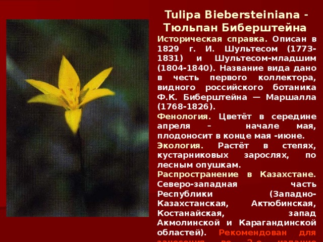 Tulipa B iebersteiniana - Тюльпан Биберштейна  Историческая справка. Описан в 1829 г. И. Шультесом (1773-1831) и Шультесом-младшим (1804-1840) . Название вида дано в честь первого коллектора, видного российского ботаника Ф.К. Биберштейна — Маршалла (1768-1826) . Фенология. Цветёт в середине апреля – начале мая, плодоносит в конце мая -июне. Экология. Растёт в степях, кустарниковых зарослях, по лесным опушкам. Распространение в Казахстане. Северо-западная часть Республики (Западно-Казахстанская, Актюбинская, Костанайская, запад Акмолинской и Карагандинской областей).  Рекомендован для занесения во 2-е издание Красной книги.  