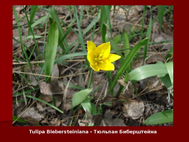 Tulipa B iebersteiniana - Тюльпан Биберштейна 